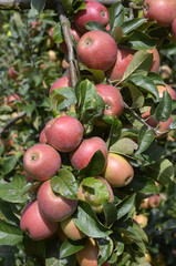 Malus communis / Pomme 'Royal Gala'