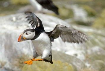 Fratercula arctica / Macareux moine