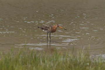 Limosa limosa / Barge à queue noire