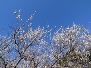梅の花