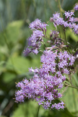 Adenostyles alpina / Adénostyle des Alpes / Adénostyle glabre