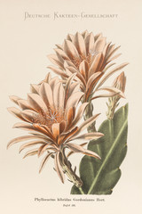 Phyllocactus hibridus Gordonianus / Epiphyllum x