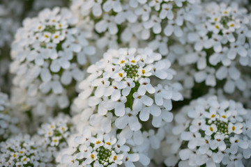 White candytuft or iberis flowers