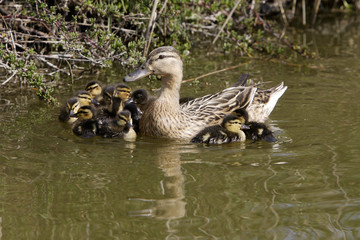 Anas platyrhynchos / Canard colvert