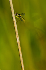 Sphaerophoria scripta / Syrphe porte plume