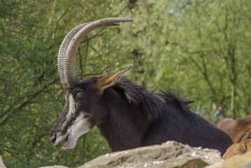 Hippotragus niger niger / Hippotrague noir