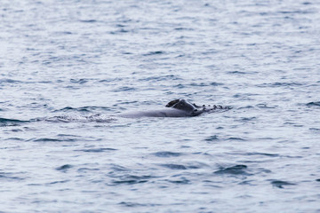 Blowhole of a young  humpback whale