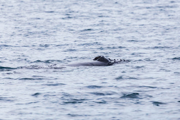 Obraz premium Blowhole of a young humpback whale