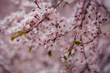 White blossoming flowers