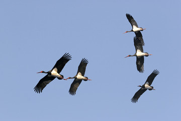 Ciconia nigra / Cigogne noire