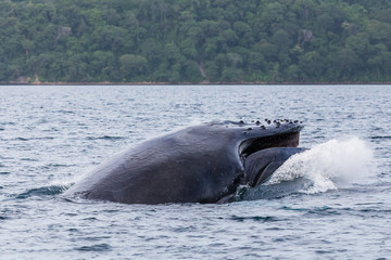 Humpback whale crashes to the surface of the ocean after breachi © Jason Wells