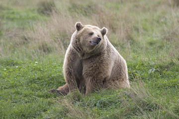 Obraz na płótnie Canvas Ursus arctos horribilis / Grizzly