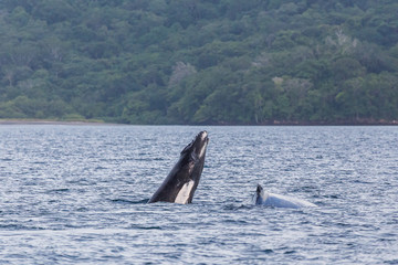 Naklejka premium Mother & baby humpback whales