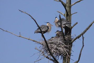 Ardea herodias / Grand héron bleu