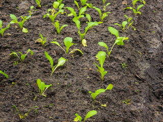 Beauitful young plant in organic farm