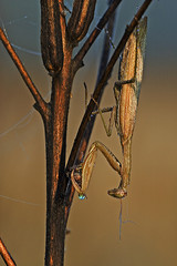 Mantis religiosa / Mante religieuse