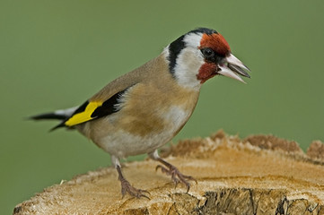 Carduelis carduelis / Chardonneret élégant