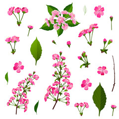 Set of pink cherry tree flowers