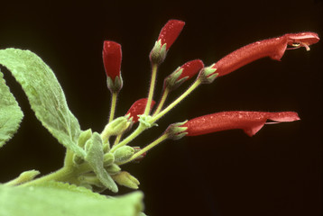 Rechsteineria cardinalis