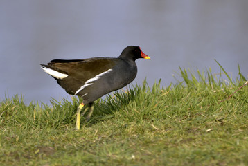 Gallinula chloropus / Poule d'eau