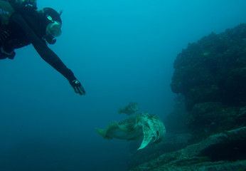 Scuba diver reaching out towards sea creature