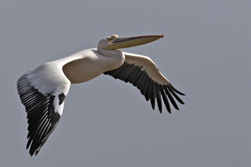 Pelecanus onocrotalus / Pélican blanc