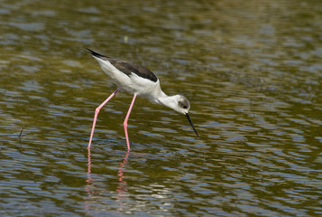 Himantopus himantopus / Echasse blanche