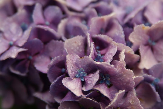雨に濡れた紫陽花の花びら