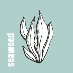 seaweed vectorseaweed vector illustration