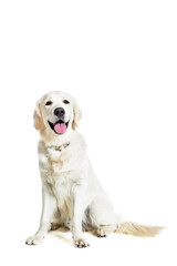 Obraz premium Labrador Retriever on white background