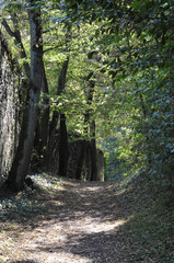 waldweg an einer mauer