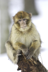 Macaca sylvanus / Magot / Macaque de Barbarie