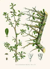 Illustration botanique / Commiphora myrhha / Myrrhe