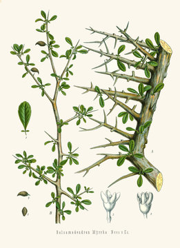 Illustration botanique / Commiphora myrhha / Myrrhe
