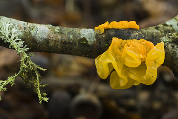 Tremella mesenterica / Trémelle mésentérique