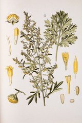 Illustration botanique / Artemisia absinthium / Absinthe - 136677545