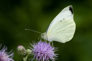 Pieris brassicae / Piéride du chou