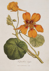 Illustration botanique / Tropaeolum majus / Grande capucine