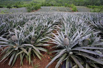 Champs de culture d'ananas / Polynésie