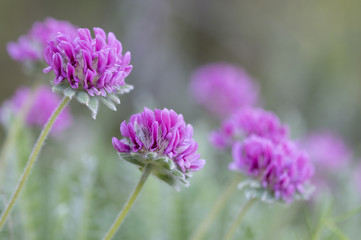 Anthyllis montana / Anthyllide des montagnes