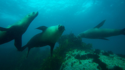 Obraz premium Seals swimming and playing underwater while one stares at camera