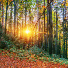 Fototapeta na wymiar birch forest in sunny afternoon while autumn season 