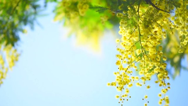 Mimosa. Spring flowers Easter background. Blooming mimosa tree over blue sky. Full HD 1080p video footage
