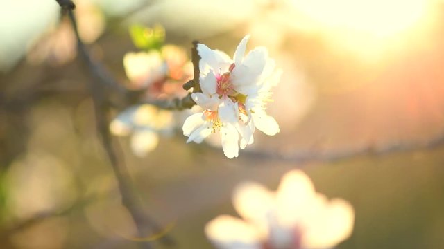 Blooming spring tree over sun. Beautiful Easter nature scene with blooming almond tree. Full HD video 1080p