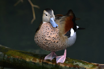 Callonetta leucophrys / Sarcelle à collier
