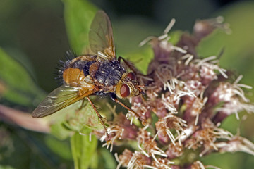 Tachina fera / Tachinaire