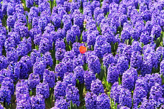 One tupil among blue hyacinths
