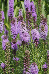 Liatris spicata / Liatride à épis / Plume du Kansas