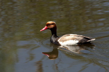 Male of Red-crested pochard. Netta rufina.