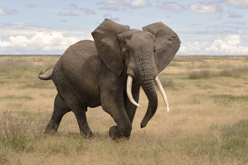 Loxodonta africana / Eléphant d'Afrique - obrazy, fototapety, plakaty